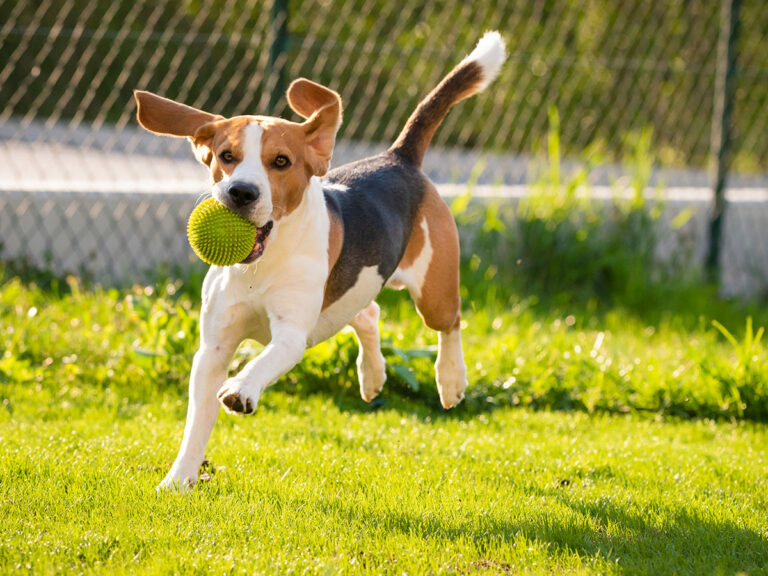 Dog Park at Harmony Place, 55+ community in Rutland, MA