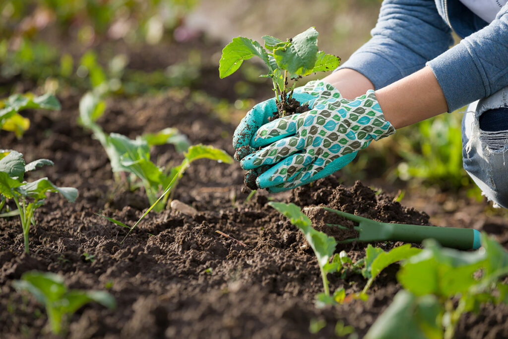 Planting Community Garden